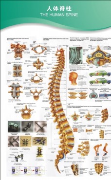 脊柱解剖人體脊柱
