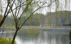 柳湖