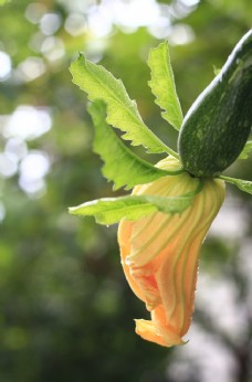 南瓜南瓜花图片免费下载,南瓜南瓜花设计素材大全,南瓜