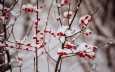 红果子上的雪