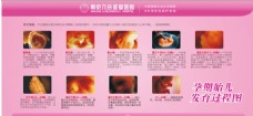 孕期胎儿发育过程图 展板