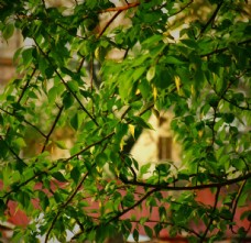 春天绿色树