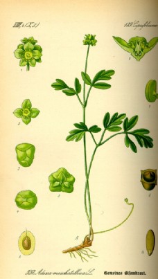 画册设计手绘植物图谱