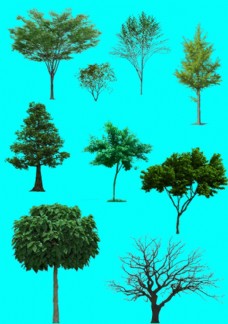 树木抠图