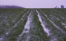 雪压麦地